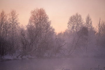 Frosted tree branches on a frosty winter morning in the fog. "Lebedinyj" Swan Nature Reserve, "Svetloye" lake, Urozhaynoye Village, Sovetsky District, Altai region, Russia