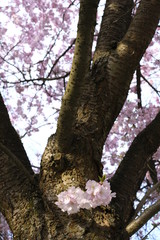 Fototapeta premium Sakura cherry blossom japanese
