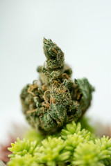 Cannabis super lemon haze sensi seeds fifty megapixels