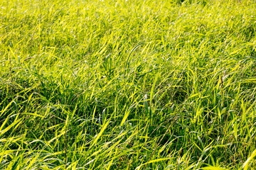 Grass macro background fifty megapixels
