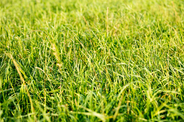 Fototapeta premium Grass macro background fifty megapixels