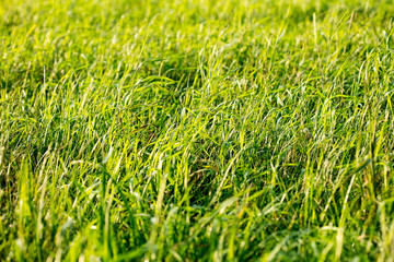 Grass macro background fifty megapixels