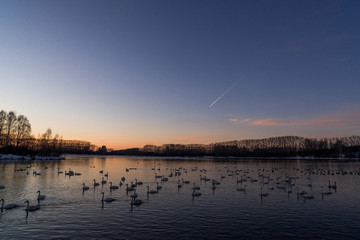 Fototapeta premium View of the winter lake with swans. 
