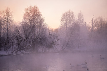 View of the winter lake with swans. 