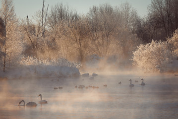 View of the winter lake with swans. 