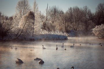 View of the winter lake with swans. 
