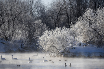 View of the winter lake with swans. "Lebedinyj" Swan Nature Reserve, "Svetloye" lake, Urozhaynoye Village, Sovetsky District, Altai region, Russia