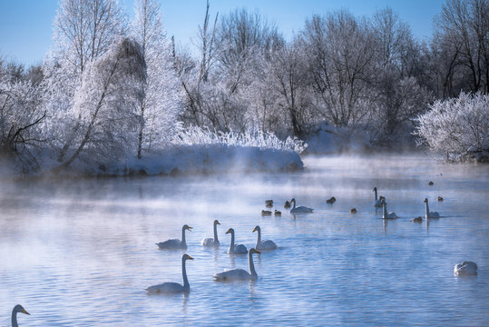 View of the winter lake with swans. "Lebedinyj" Swan Nature Reserve, "Svetloye" lake, Urozhaynoye Village, Sovetsky District, Altai region, Russia - Powered by Adobe