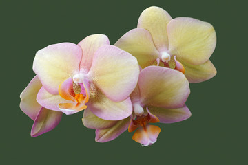 Moth orchid (Phalaenopsis x hybridus).