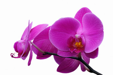 Moth orchid (Phalaenopsis x hybridus). Image of flowers isolated on white background