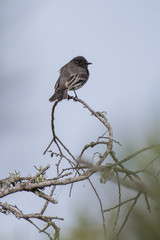 Black Phoebe stands alert and perched on the high branches of vegetation for better perspective.