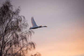 Swan flies over the lake. 