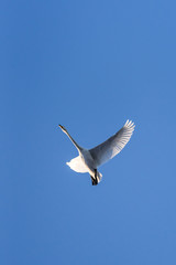 Swan flies over the lake. 