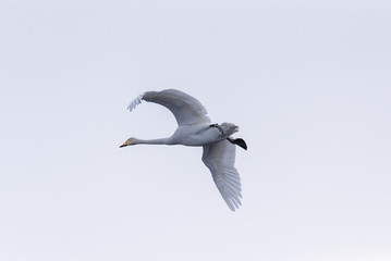 Swan flies over the lake. 