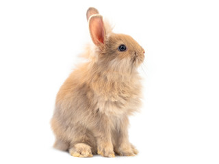 Obraz premium Red-brown cute rabbit sitting on white background. Lovely young rabbit sitting.