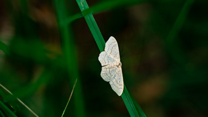 Schmetterling auf einem Grashalm