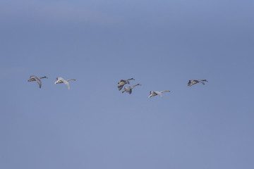 A group of swans flying over the lake. 