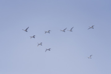 Obraz premium A group of swans flying over the lake. 