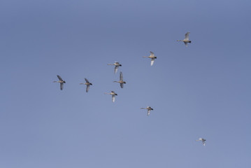 A group of swans flying over the lake. 
