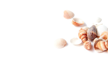 Sea shells isolated on white background with copy space. Vacation concept