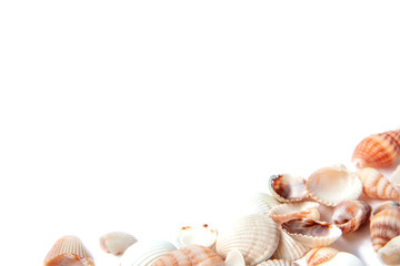 Sea shells isolated on white background with copy space. Vacation concept.