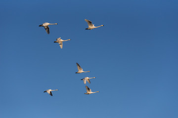A group of swans flying over the lake. 
