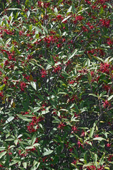 Purple anise (Illicium floridanum). Known as Florida anise, florida anise tree, Stink-bush and Star-anise also.