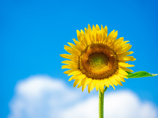 ひまわりと夏空