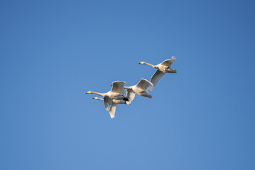 Fototapeta na wymiar A group of swans flying over the lake. 