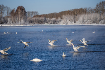 A group of swans flying over the lake. 