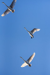 A group of swans flying over the lake. 