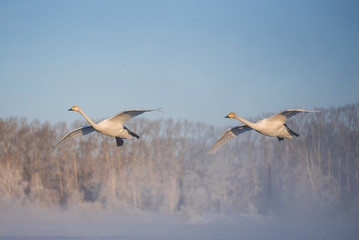 A group of swans flying over the lake. 