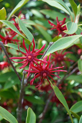 Purple anise (Illicium floridanum). Known as Florida anise, florida anise tree, Stink-bush and Star-anise also.