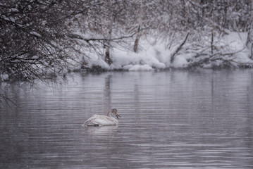 The dying swan. The bird ate bread and was poisoned. The harm of feeding swans and ducks with bread. 