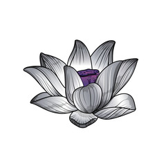 Vector flor de loto 