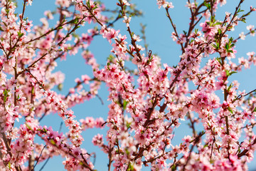 Sakura blossoms in the garden