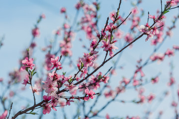 Sakura blossoms in the garden