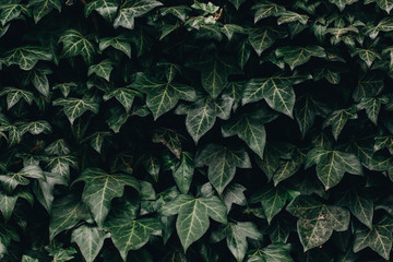 Decorative ivy. Nature background. Toned image