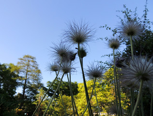Pulsatilla, pasque flower or pasqueflower,  during fruiting, spring