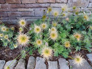 Pulsatilla, pasque flower or pasqueflower,  during fruiting, spring