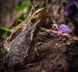 tres sapos ranas macro mirando hacia arriba sobre el suelo