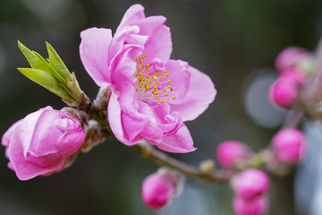 ピンクの花桃の花