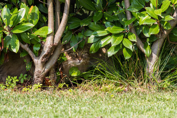 Beautiful siberian cat in a garden, playing on the grass green