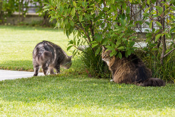 Beautiful siberian cat in a garden, playing on the grass green