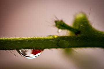 gota de lluvia en rama ramita