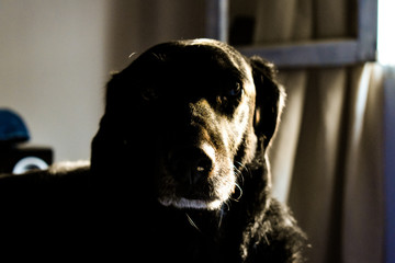 cabeza de perro con luz lateral