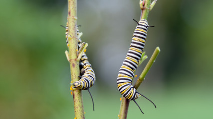 caterpillar on leaf