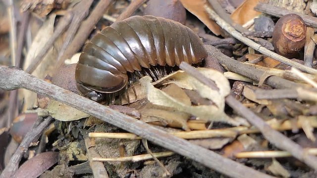 Pill millipede (Glomeris marginata) curled and unfurling from defensive position in tropical rain forest.