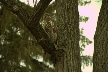 Obraz premium Forest Prey 