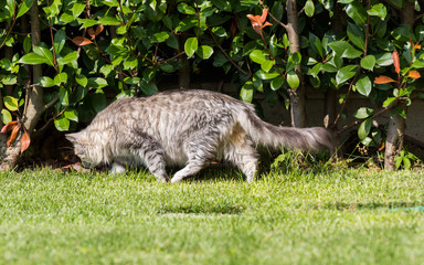 Obraz premium Beautiful siberian cat in a garden, playing on the grass green